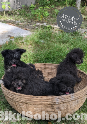 Lhasa Apso Dogs